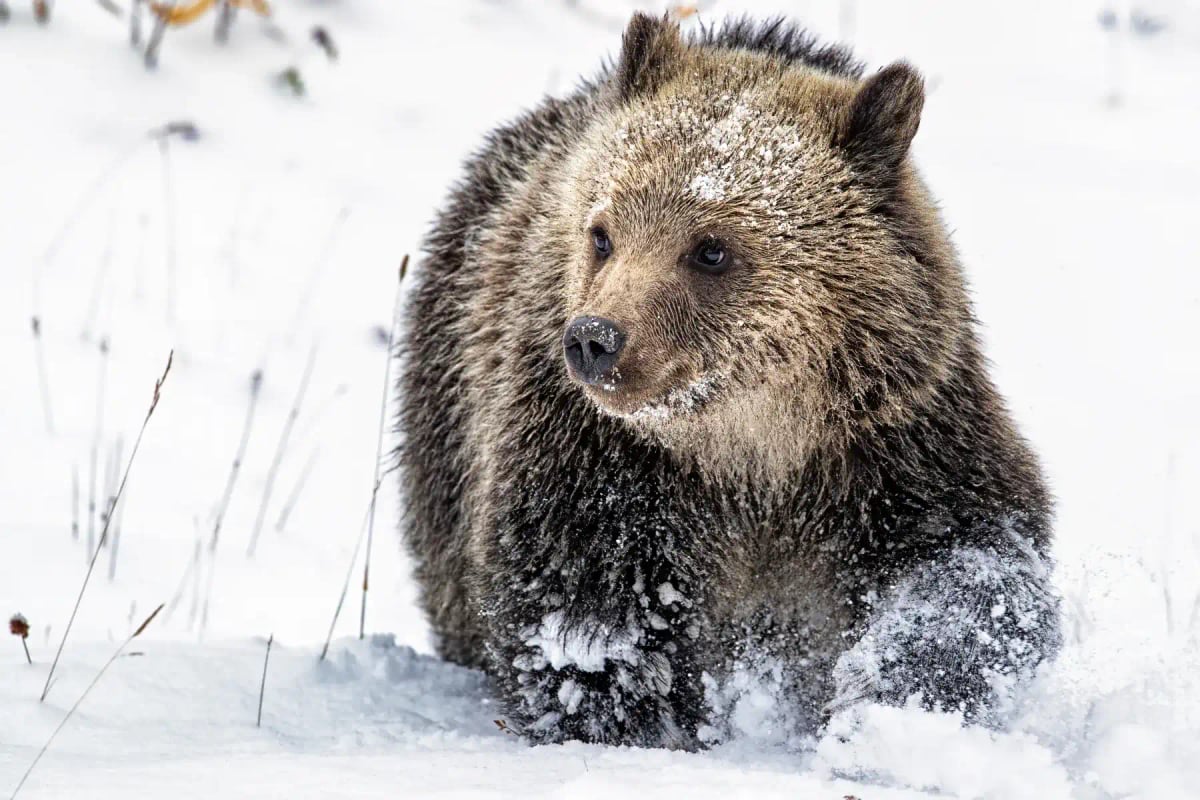 Grizzly Bear in the wild