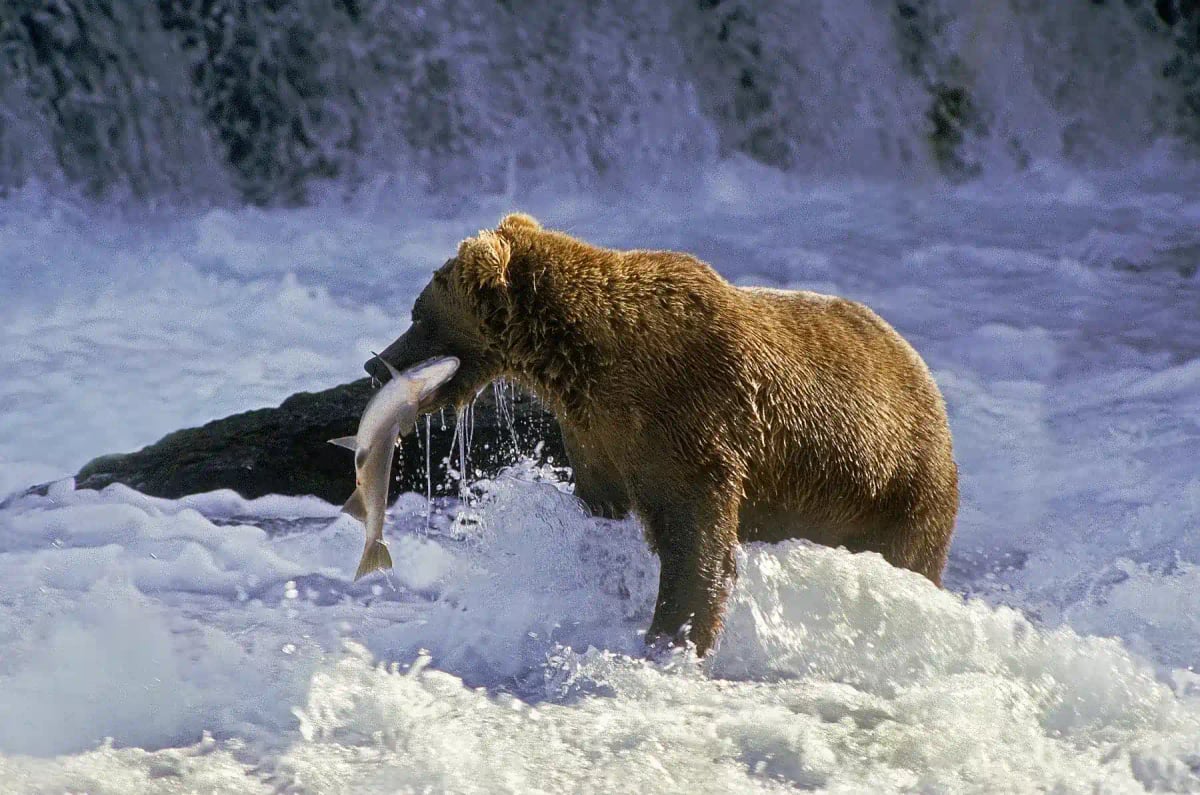 Grizzly Bear in the wild