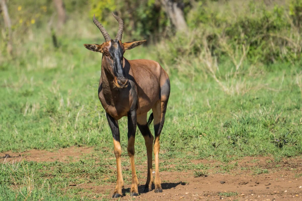 Hartebeest in the wild