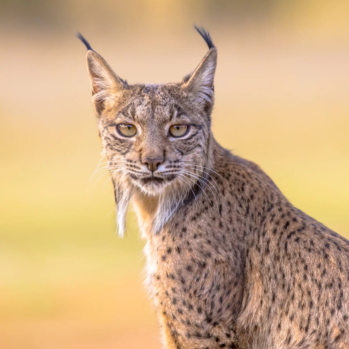 Iberian Lynx in the wild
