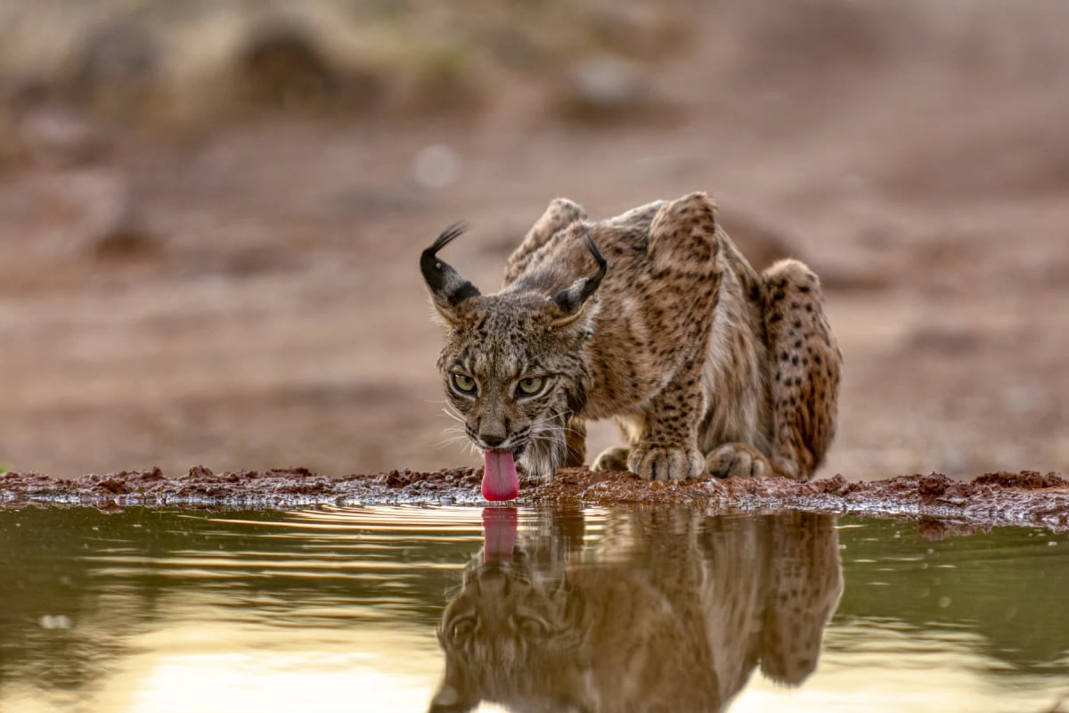 Iberian Lynx in the wild