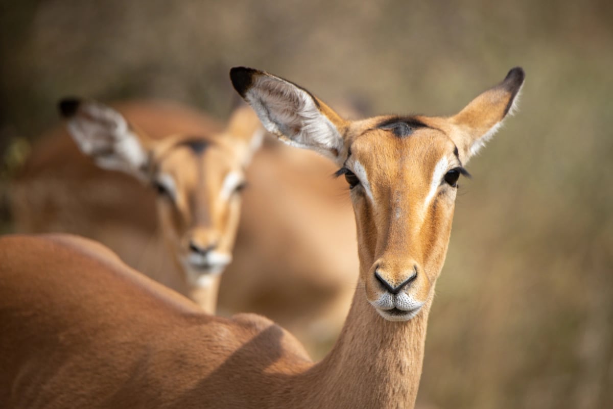 Impala in the wild