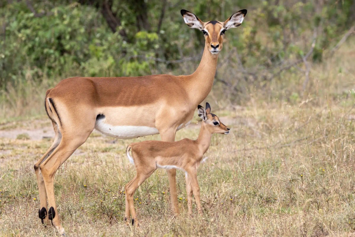 Impala in the wild