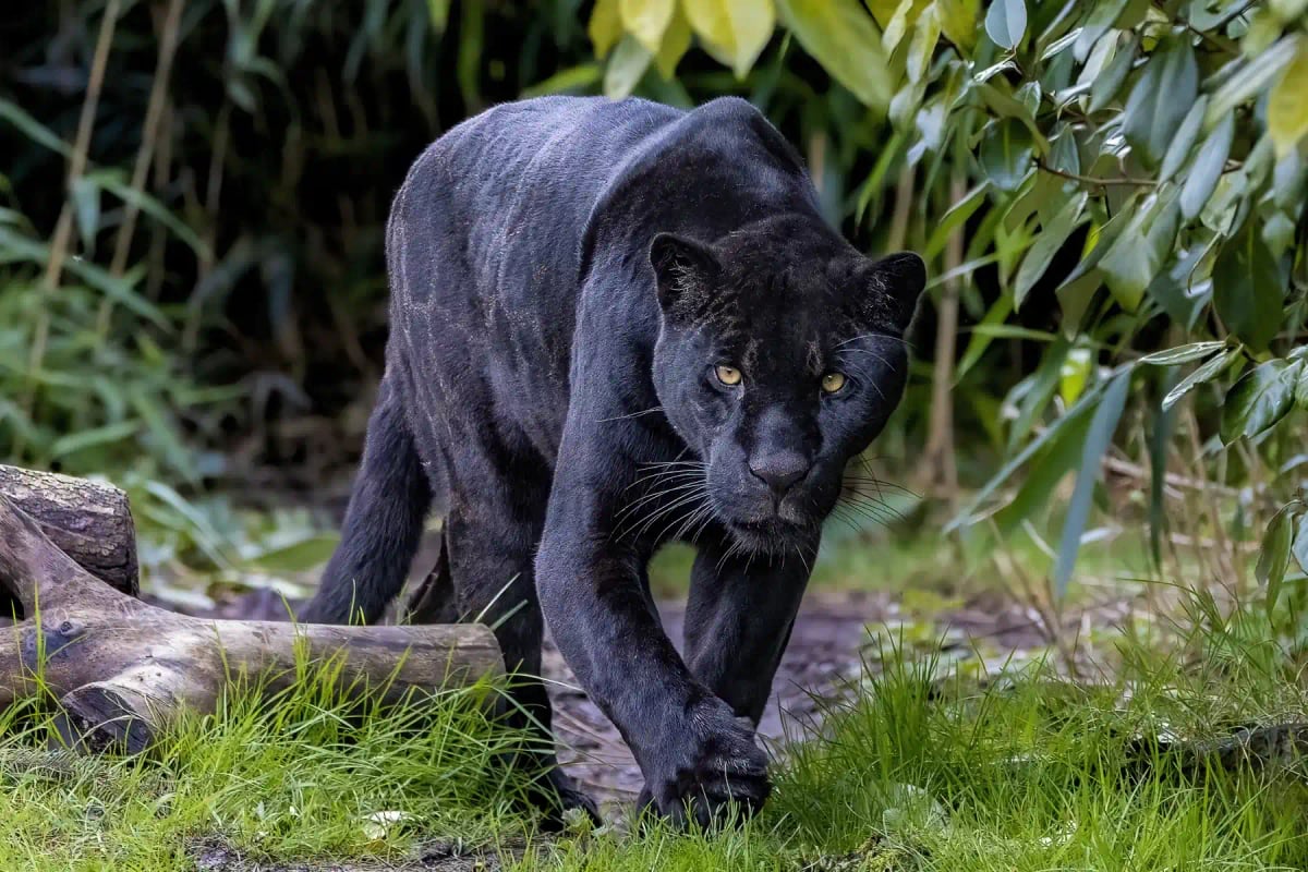 Jaguar in the wild