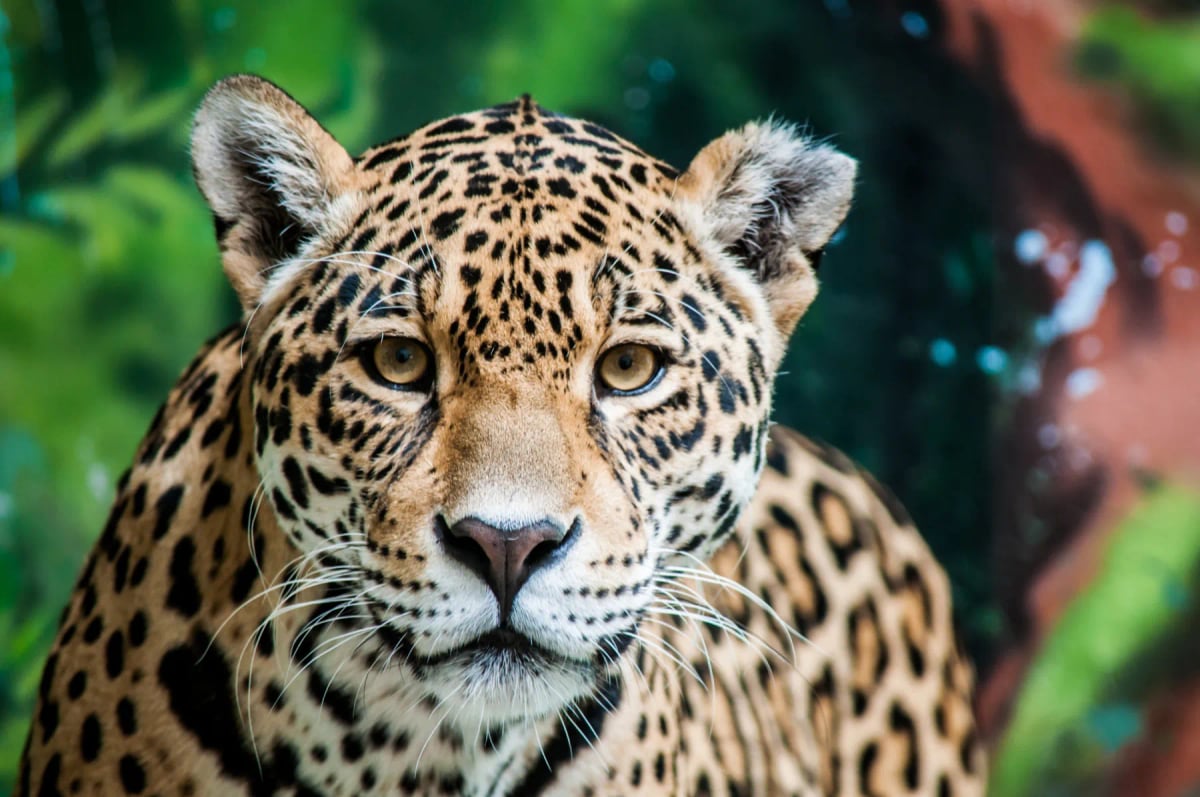 Jaguar in the wild