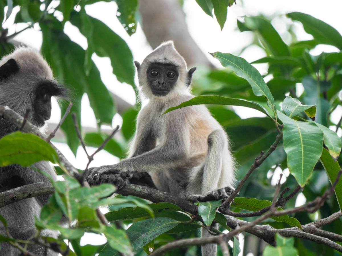 Langur in the wild