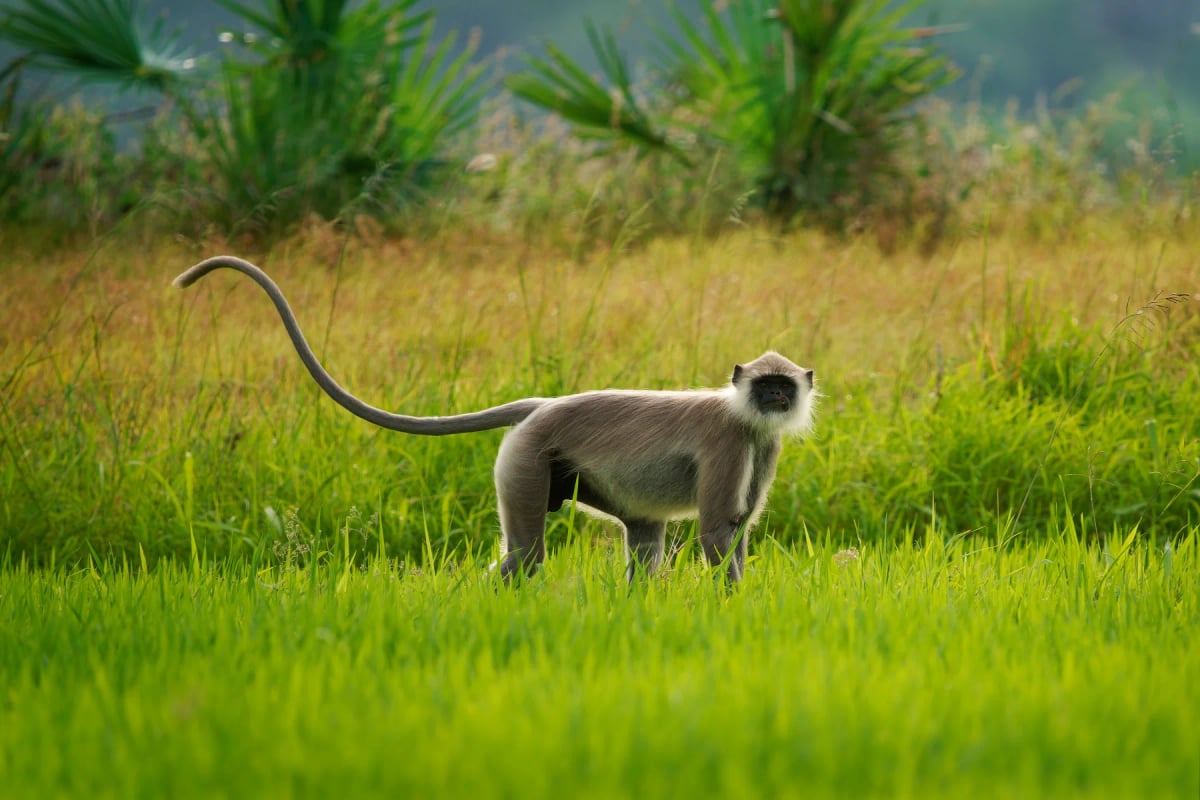 Langur in the wild