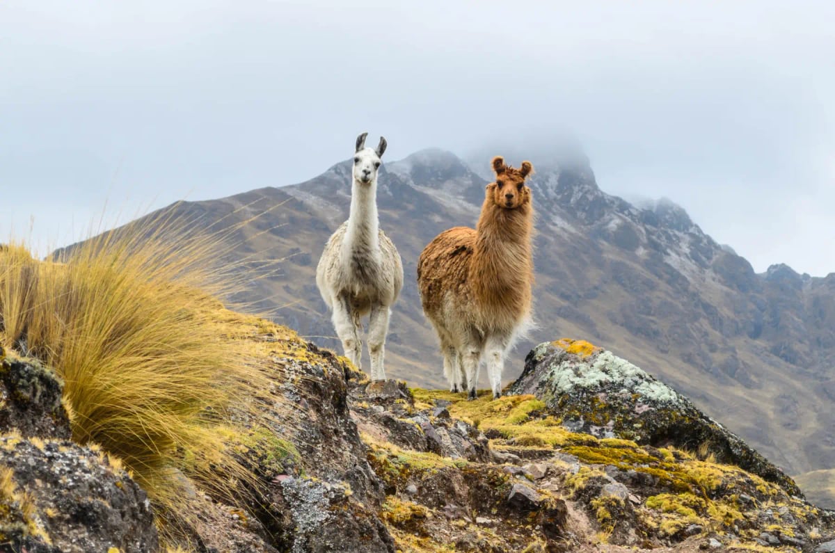 Llama in the wild