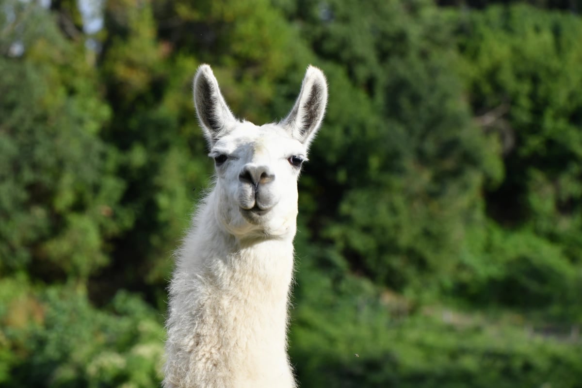 Llama in the wild