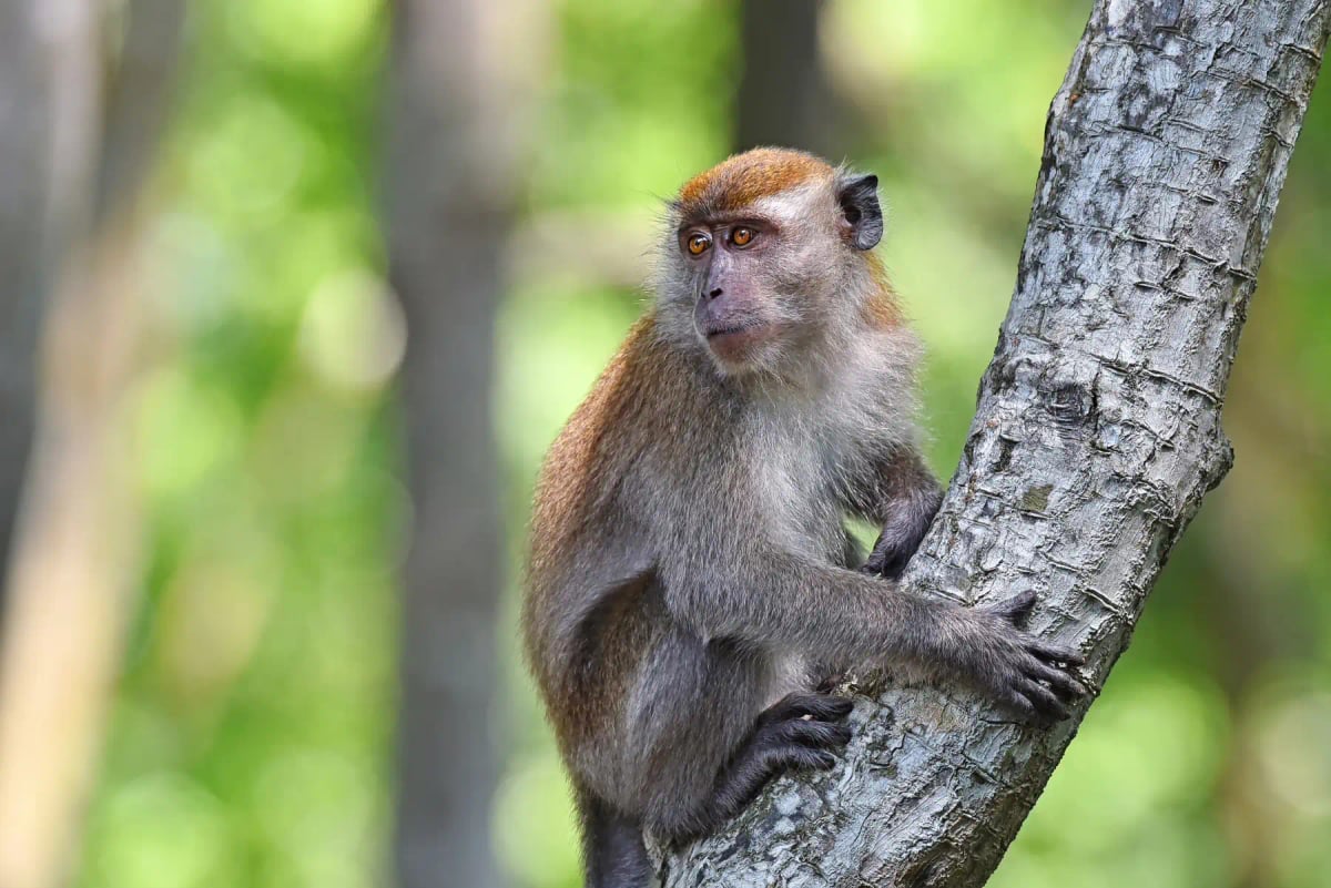Macaque in the wild