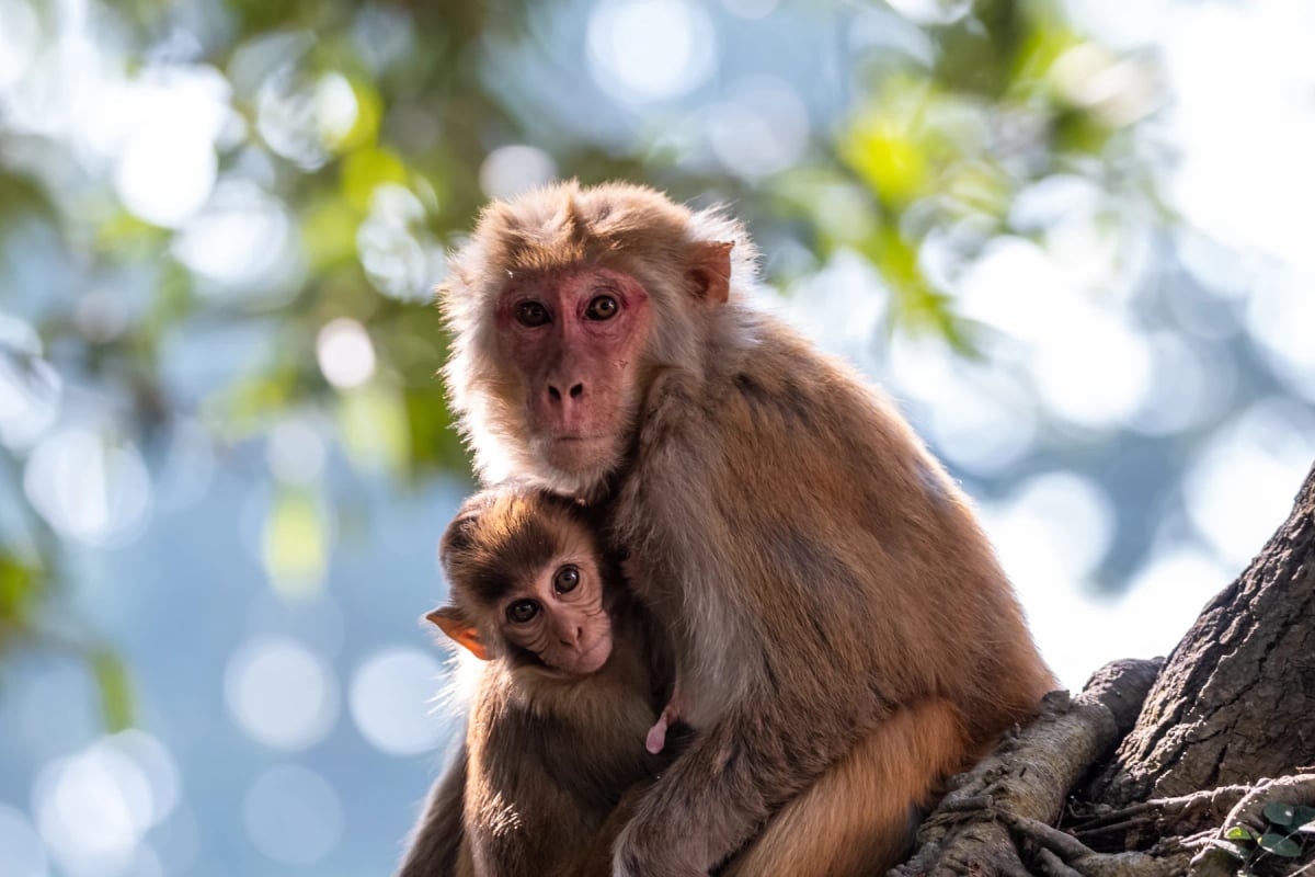 Macaque in the wild