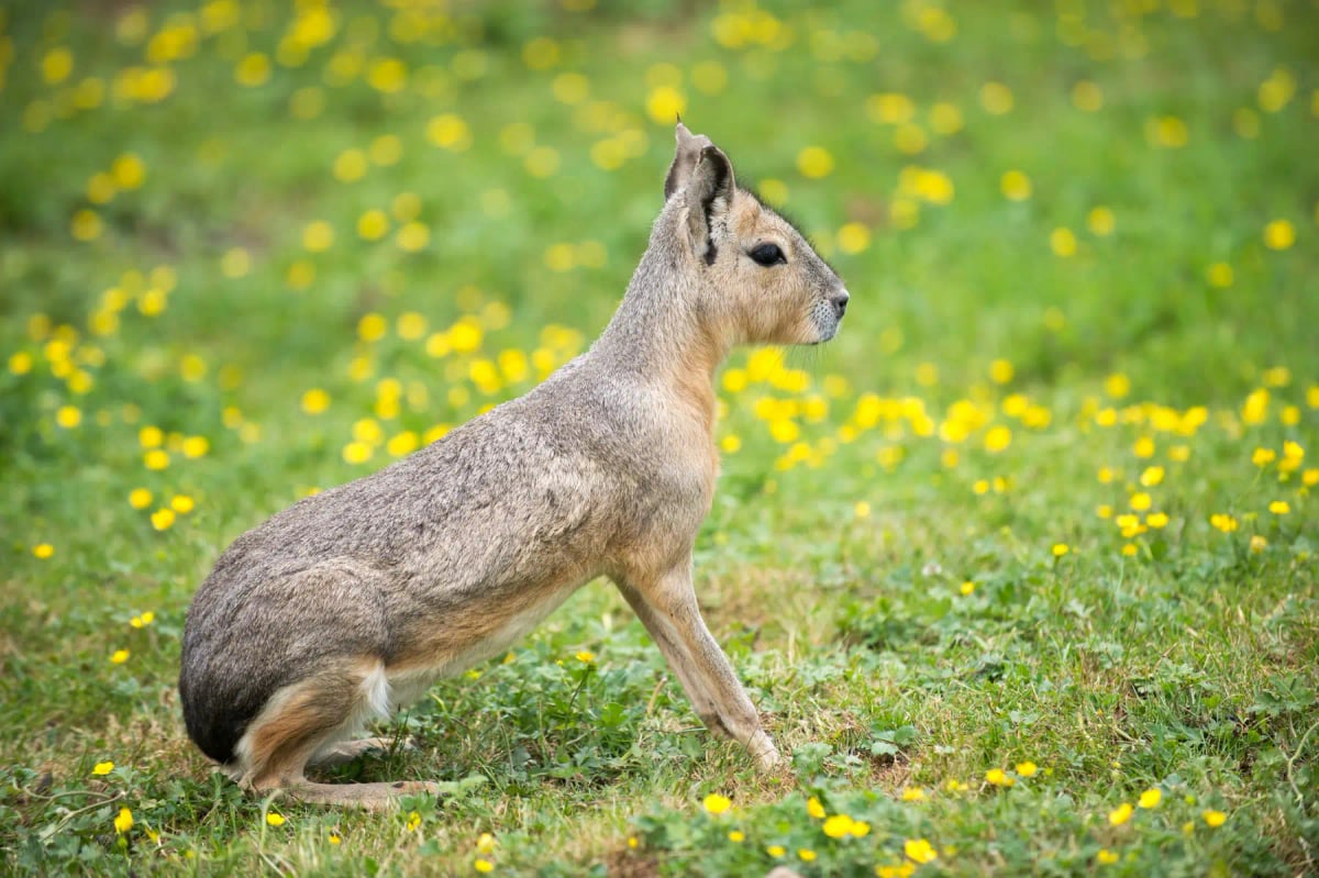 Mara