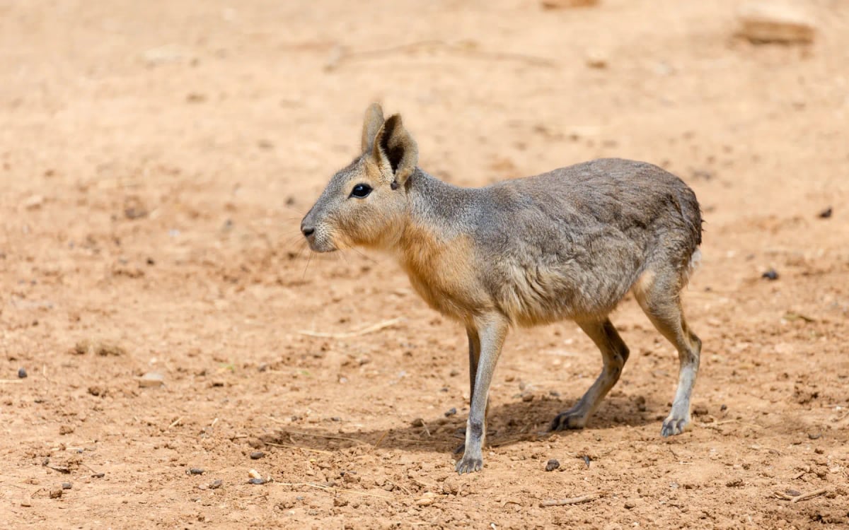 Mara in the wild