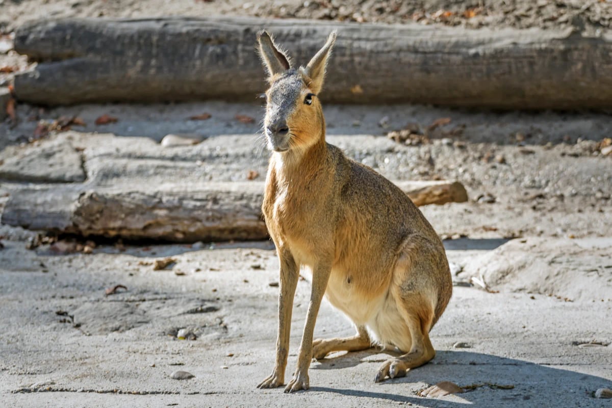 Mara in the wild