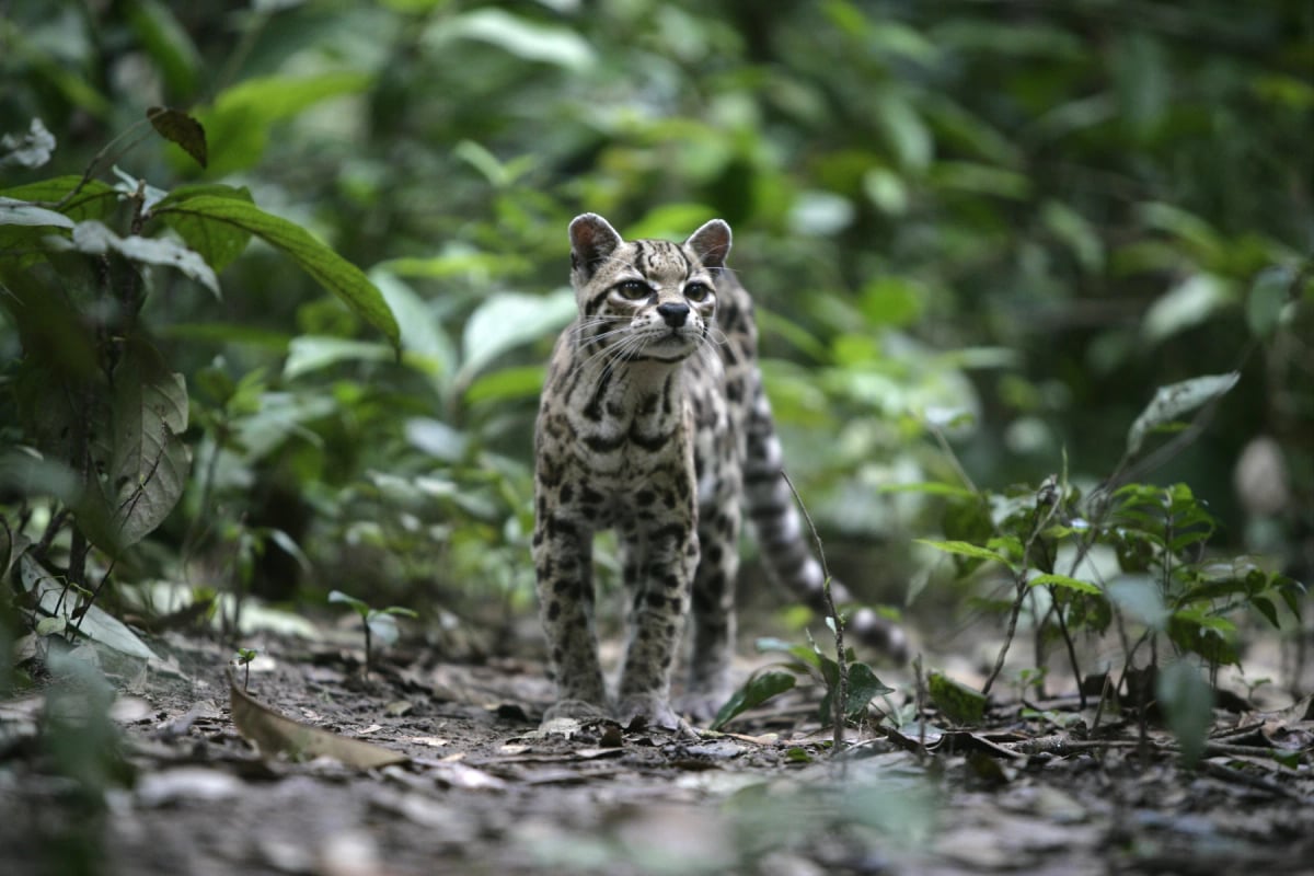 Margay in the wild
