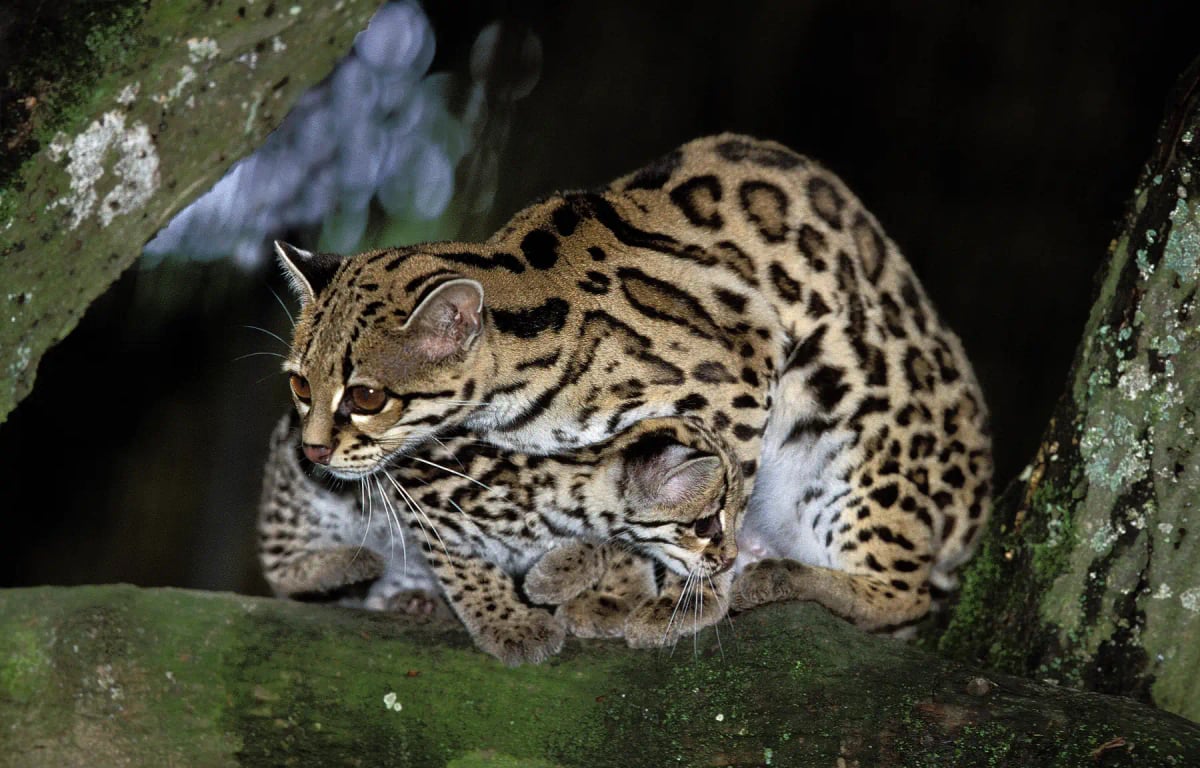 Margay in the wild