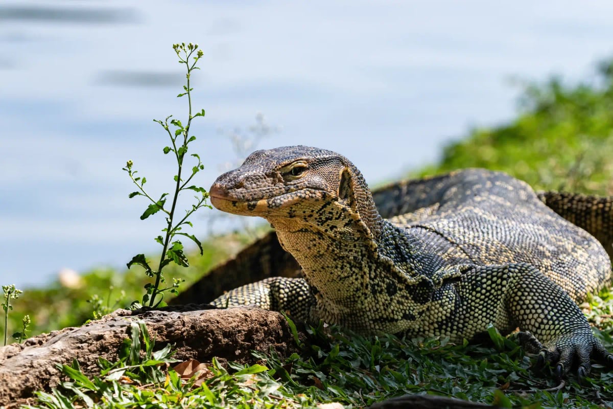 Monitor Lizard in the wild