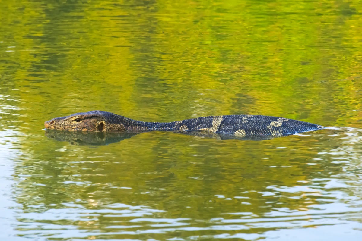 Monitor Lizard in the wild