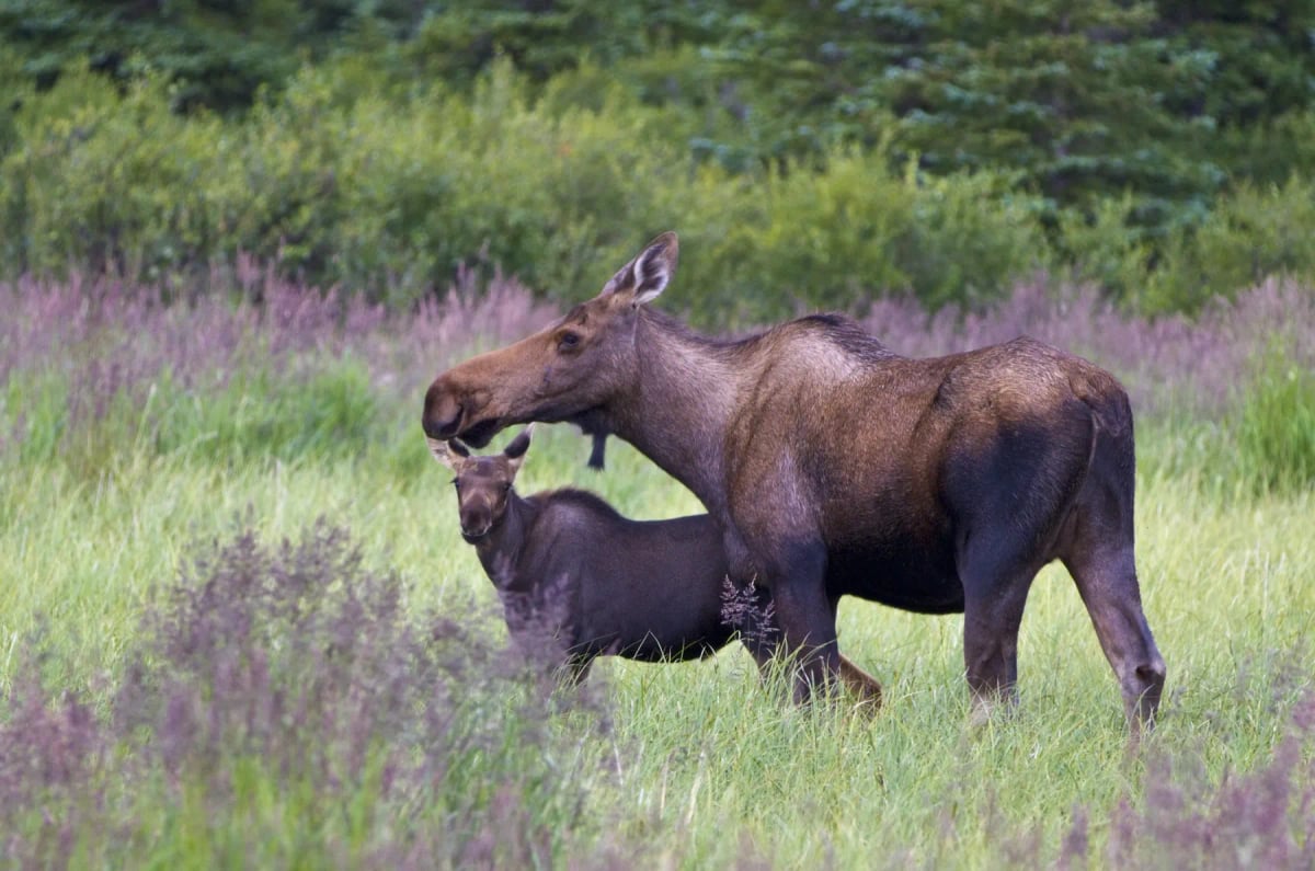 Moose in the wild