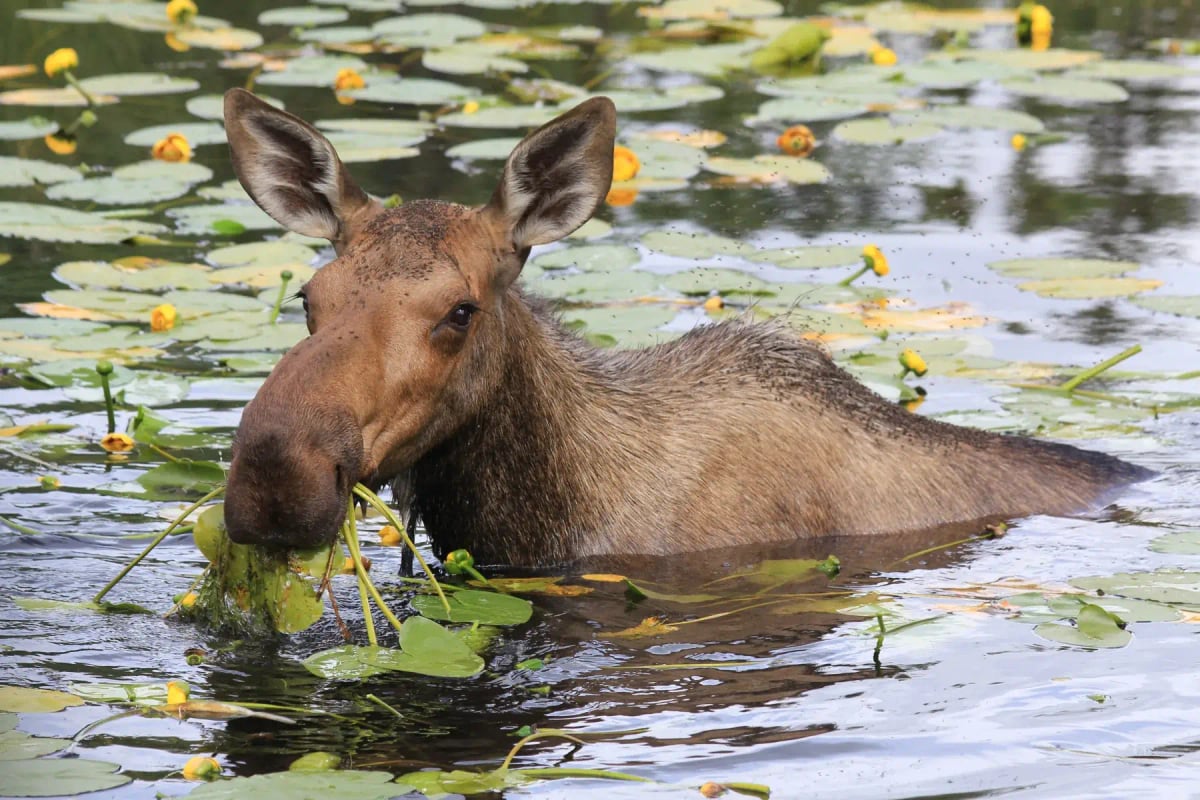 Moose in the wild