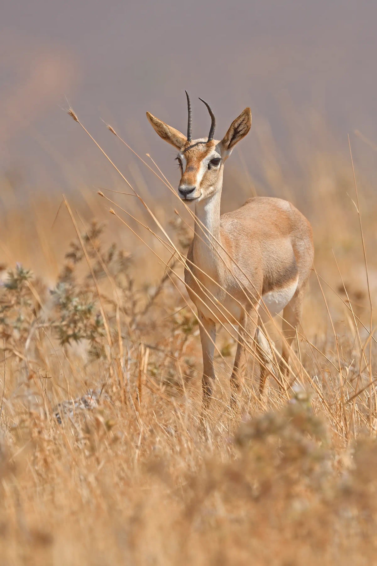 Mountain Gazelle in the wild