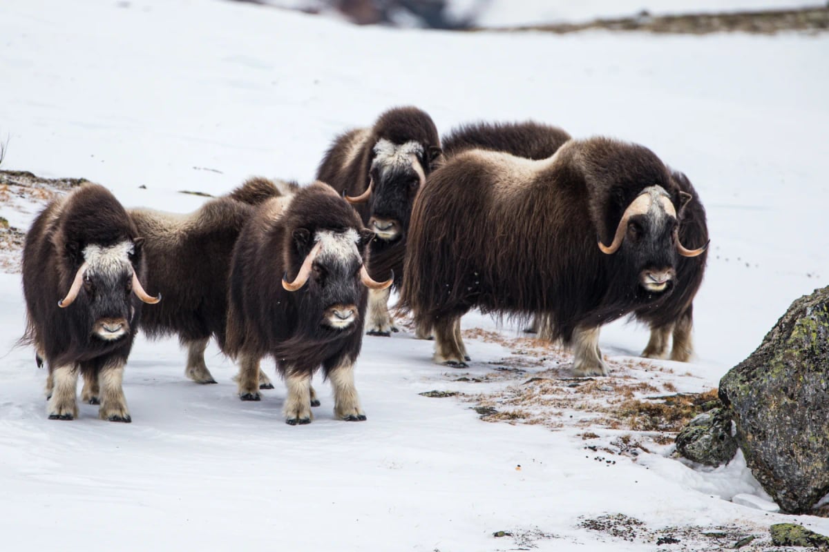 Musk Ox in the wild