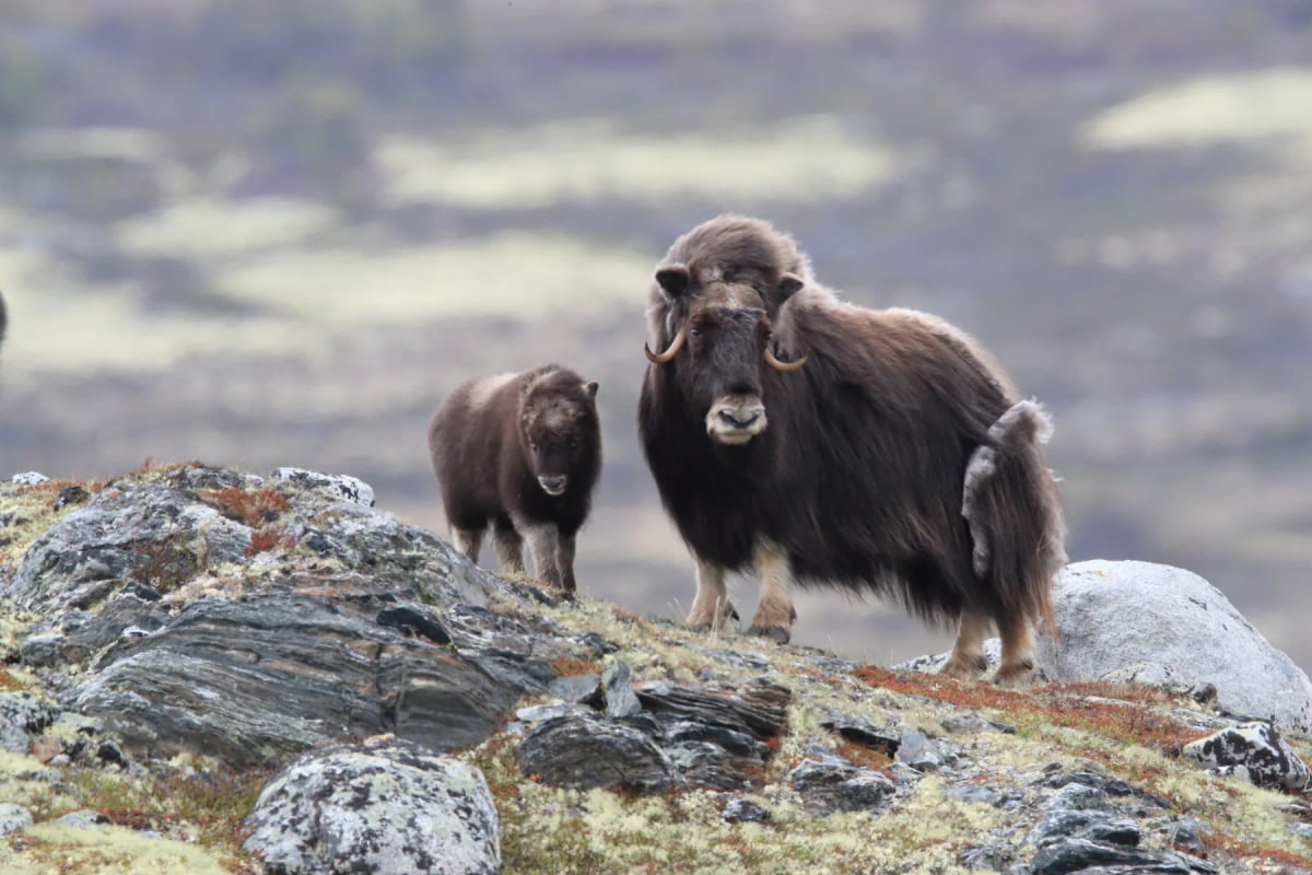 Musk Ox in the wild