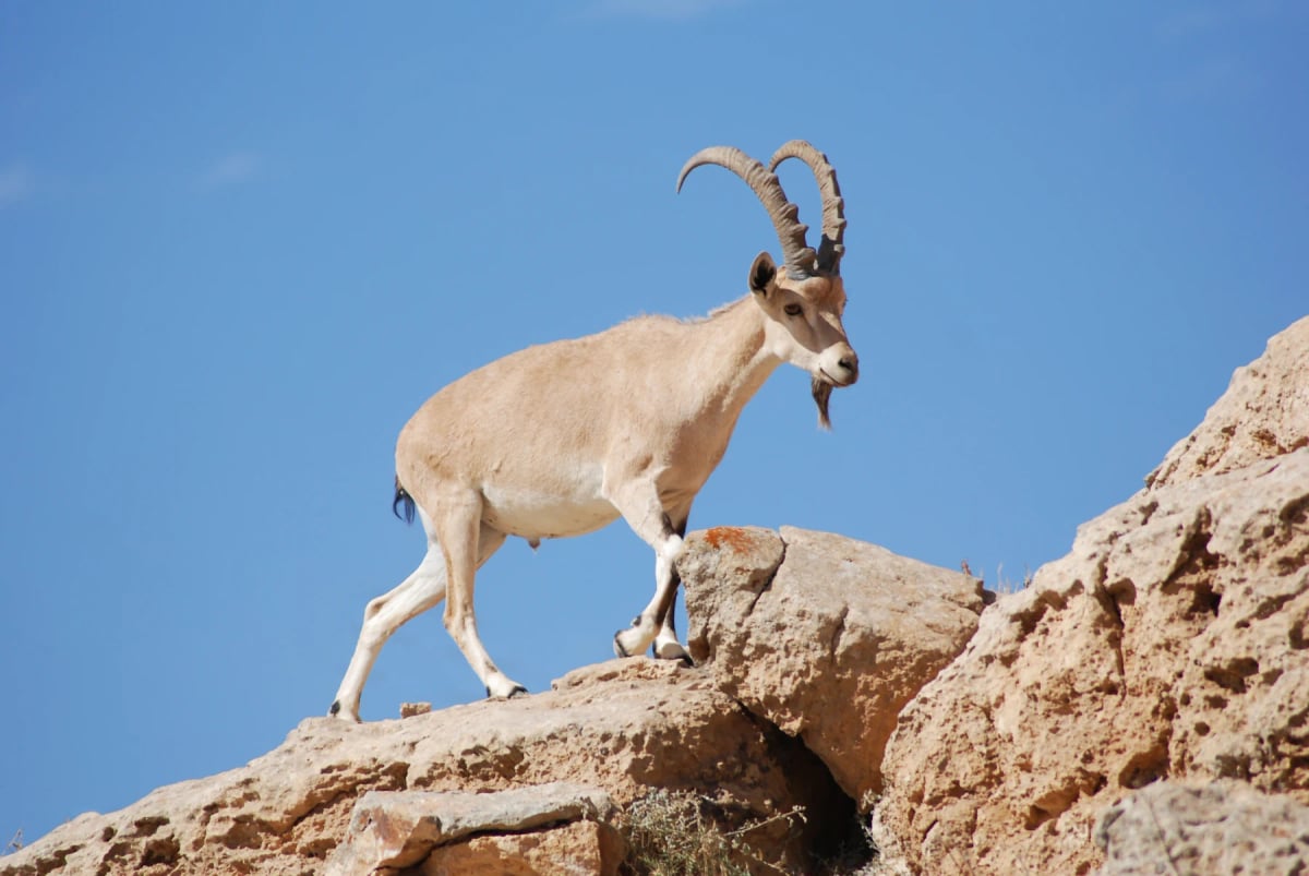 Nubian Ibex in the wild