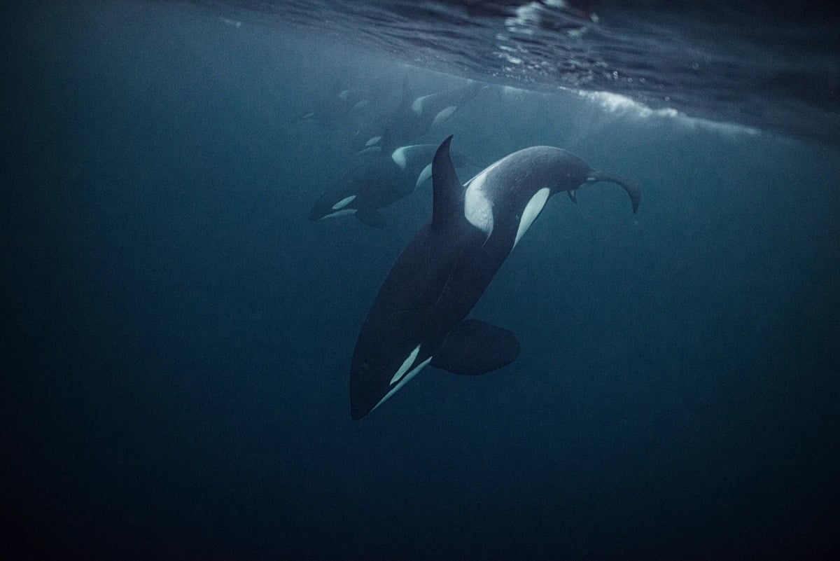 Orca in the wild