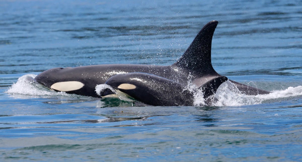 Orca in the wild