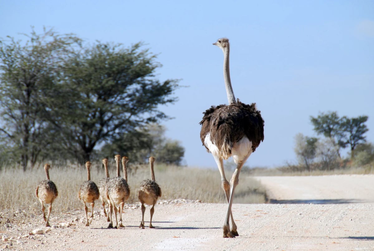 Ostrich in the wild