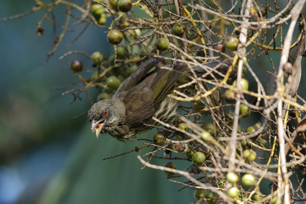 Palmchat in the wild