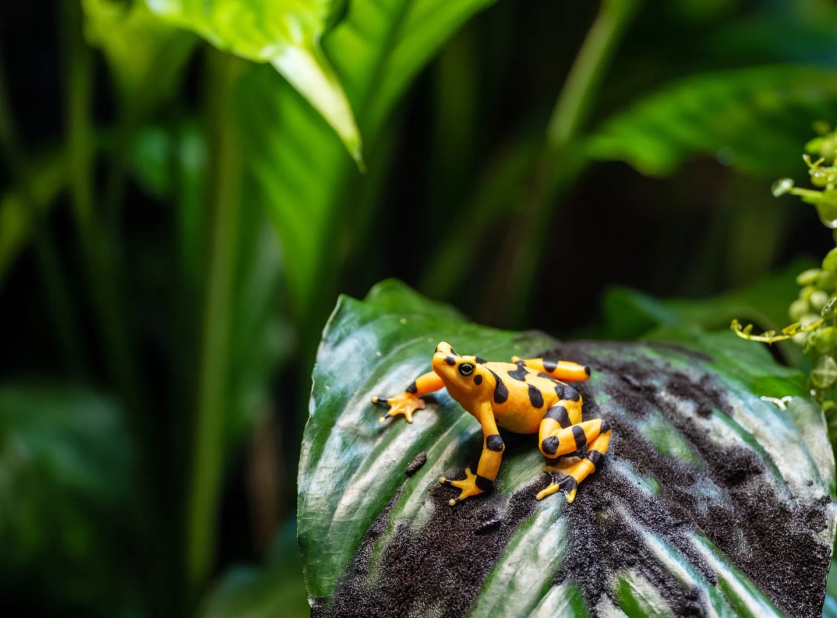 Panamanian Golden Frog