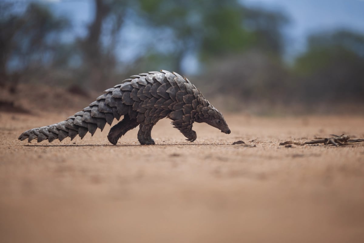 Pangolin in the wild