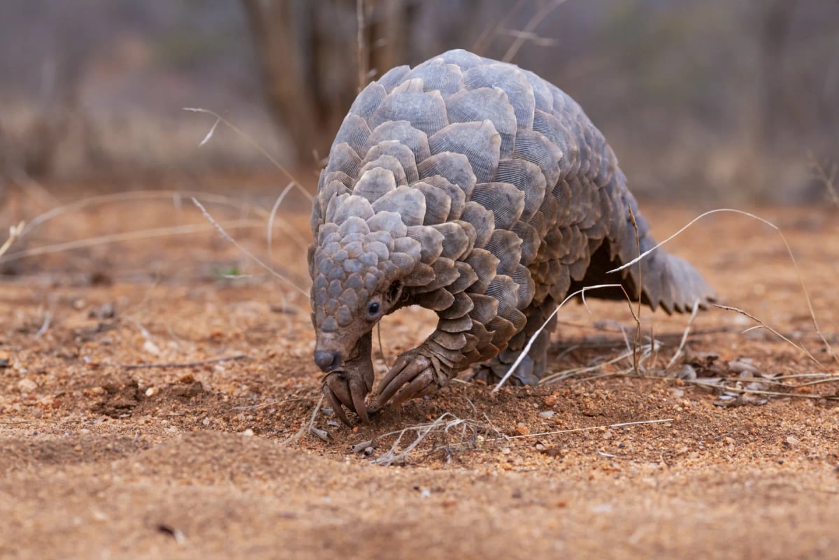 Pangolin in the wild