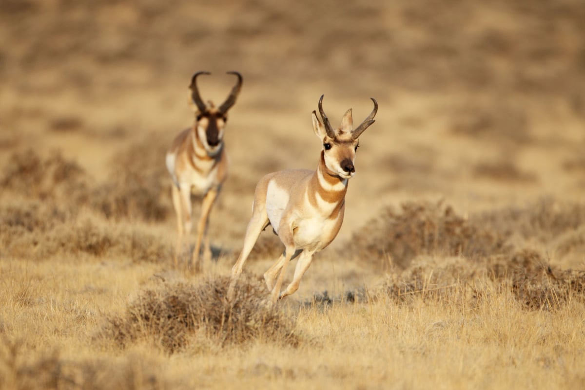 Pronghorn in the wild