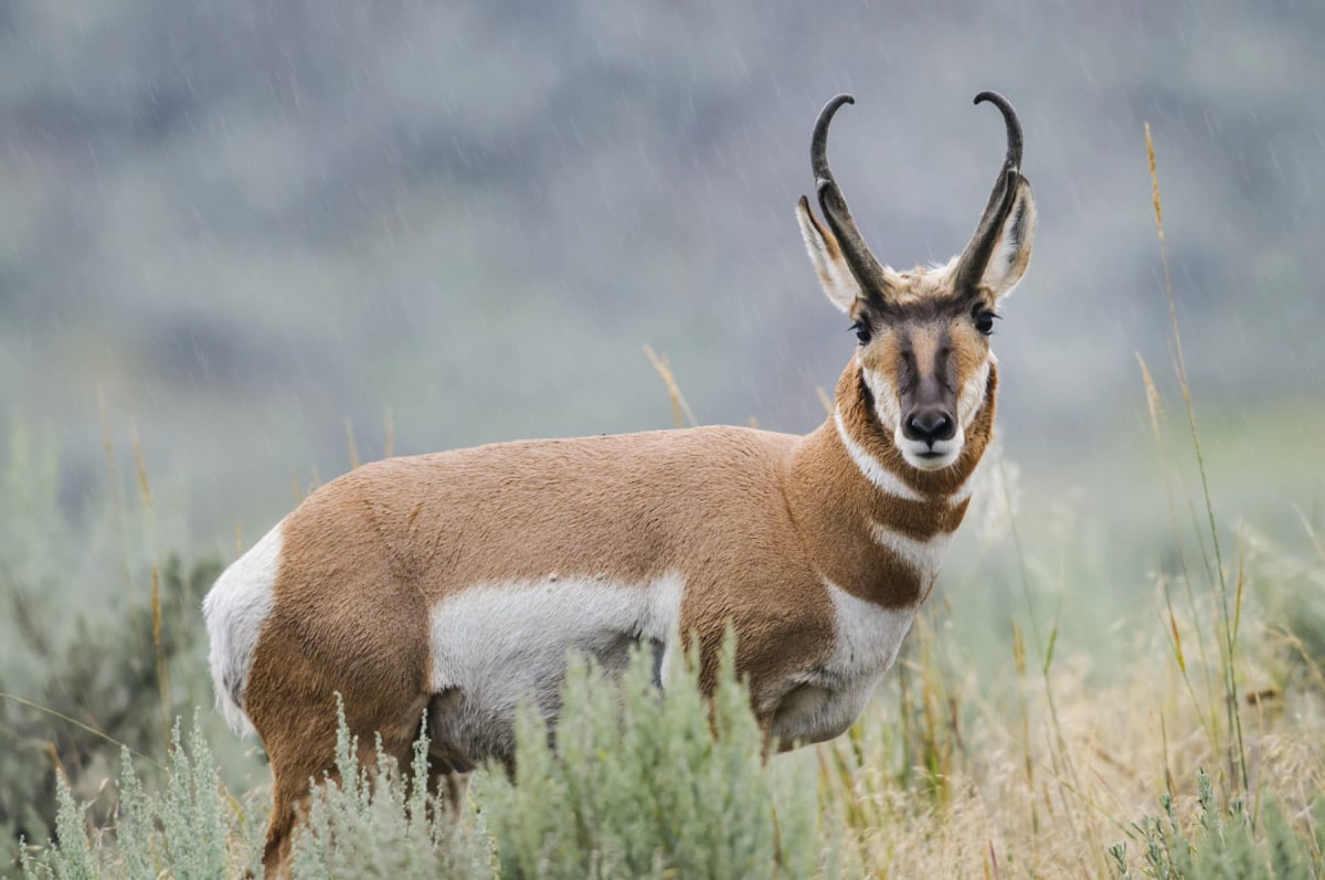 Pronghorn in the wild