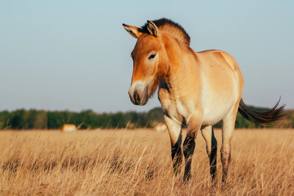 Przewalski's Horse