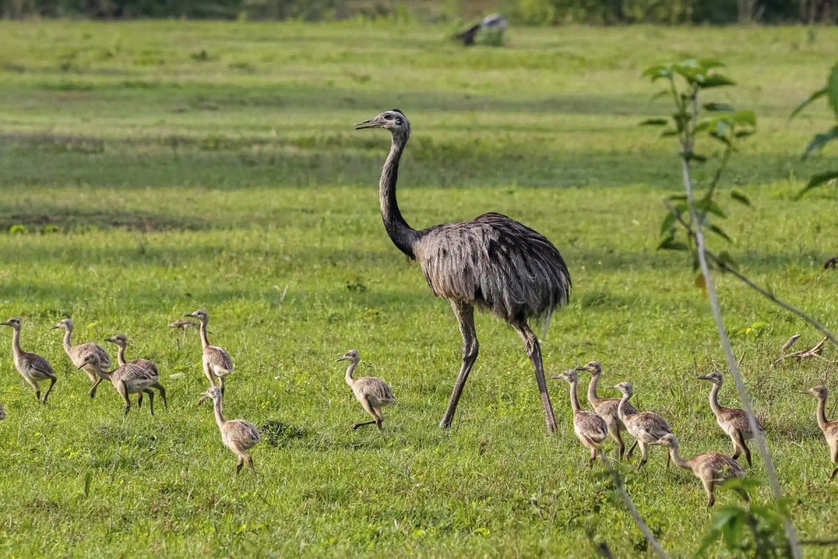 Rhea in the wild
