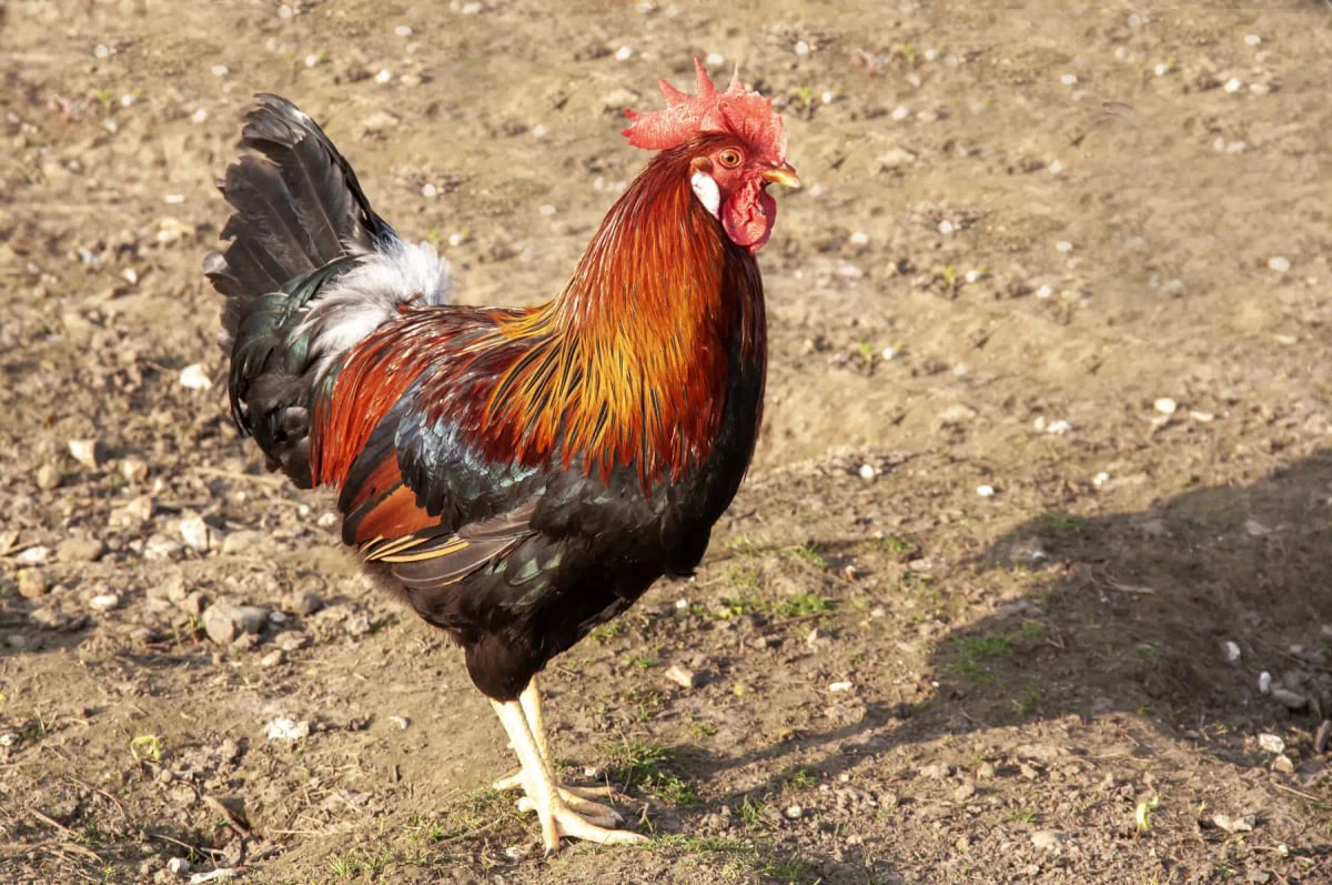 Rooster