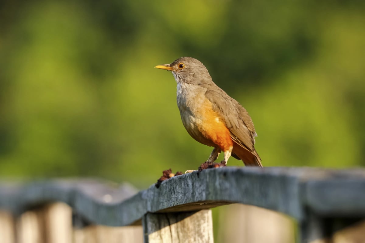 Rufous bellied Thrush in the wild