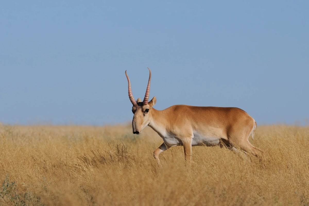 Saiga