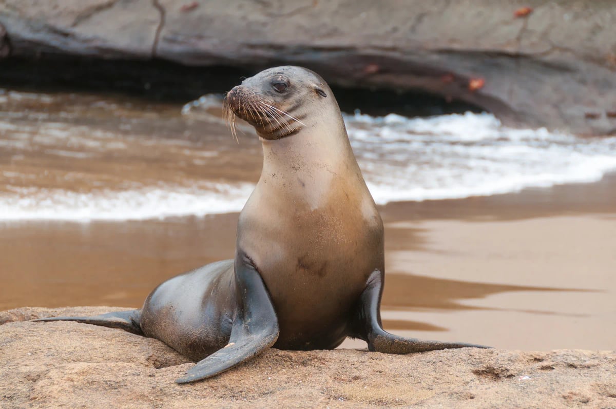 Sea Lion in the wild