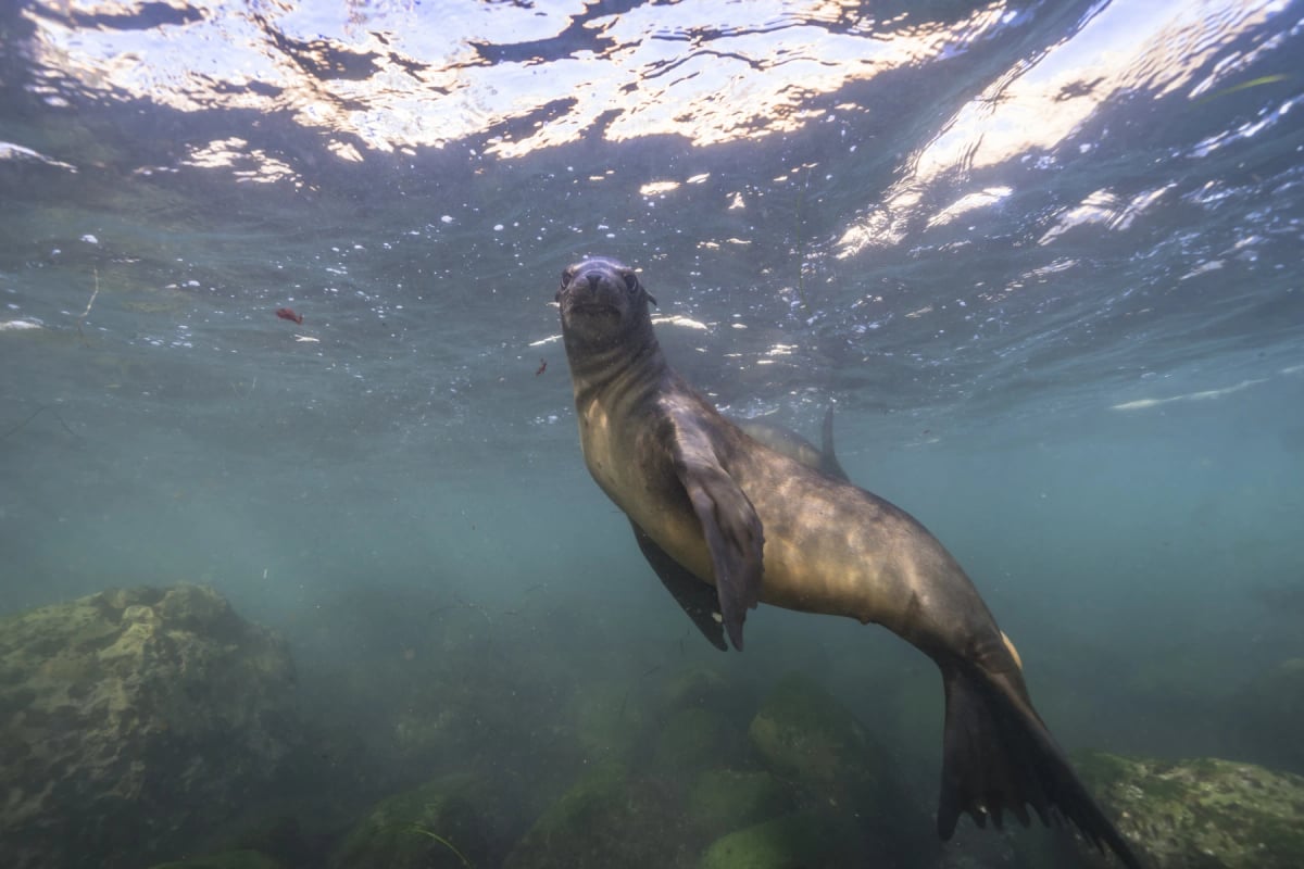 Sea Lion in the wild