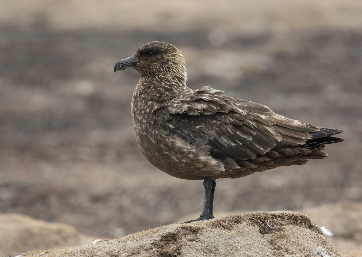 Brown Skua in the wild