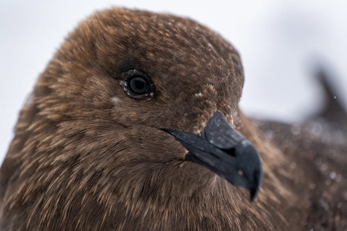 Brown Skua in the wild