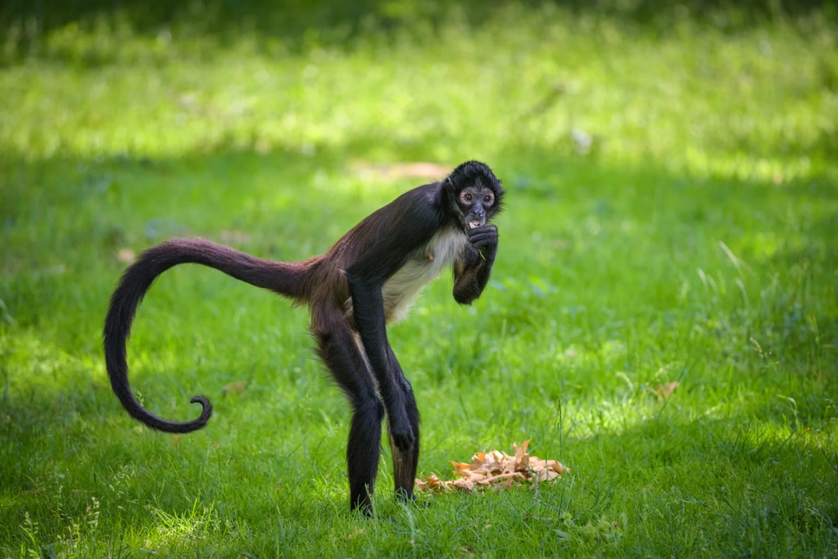 Spider Monkey in the wild