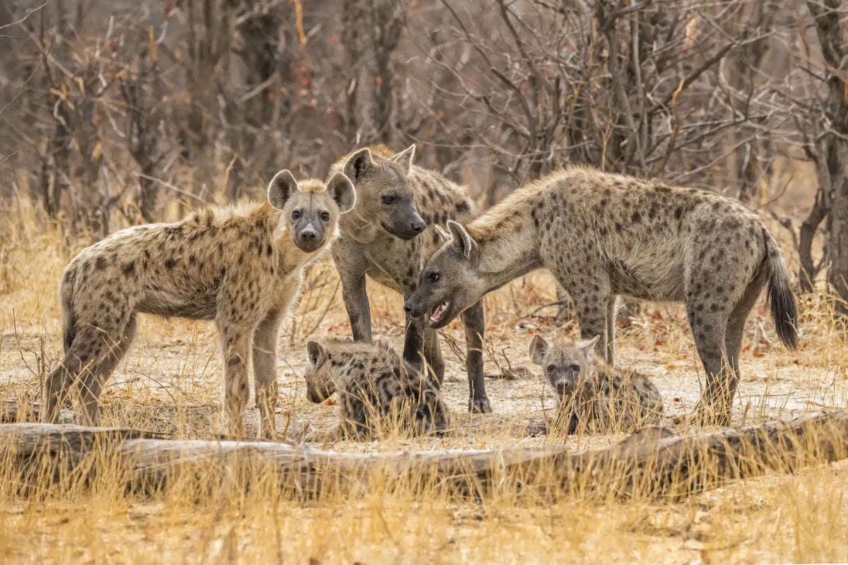Spotted Hyena in the wild