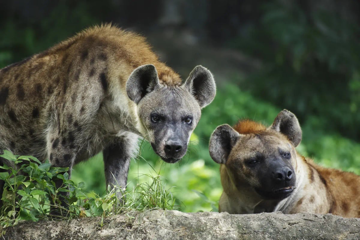 Spotted Hyena in the wild