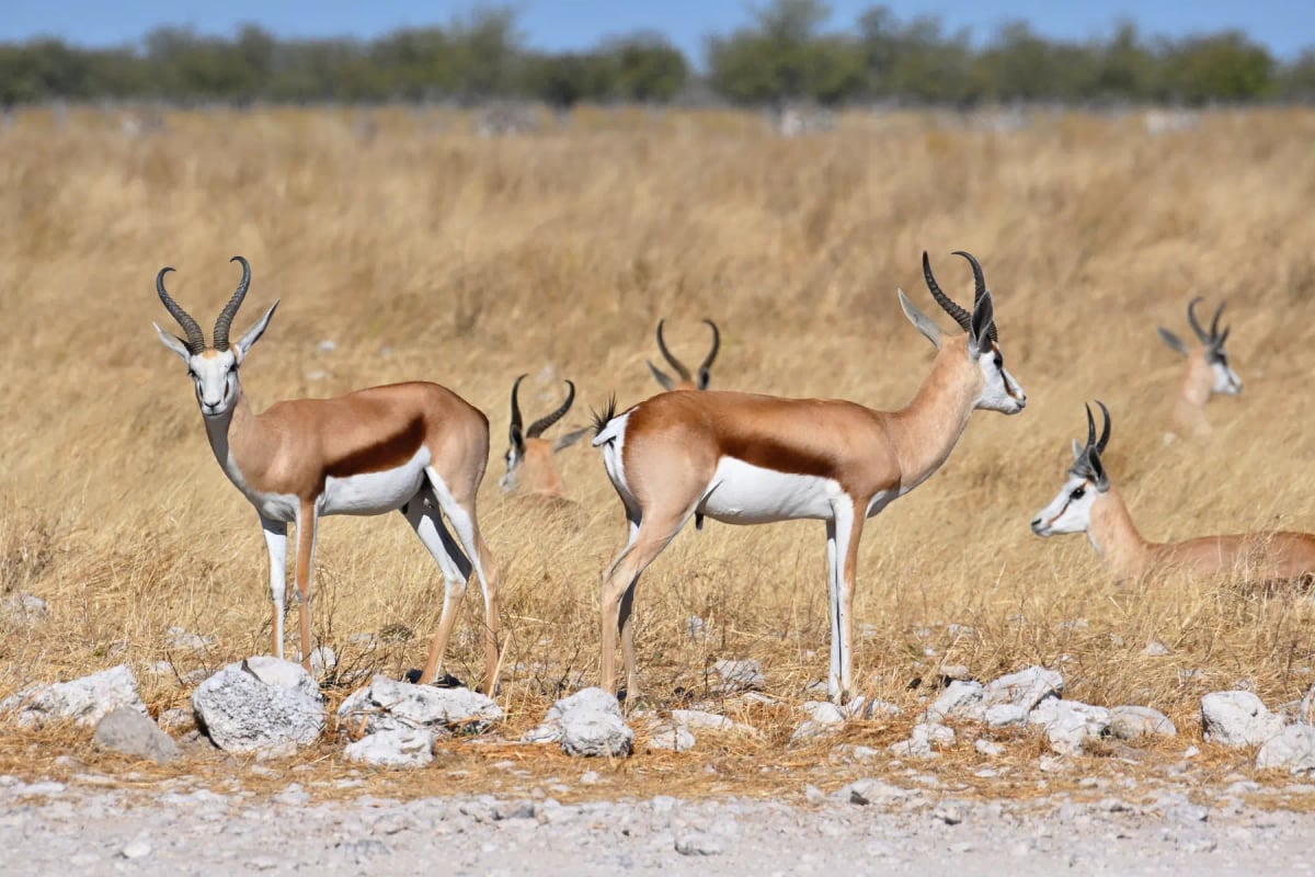 Springbok in the wild